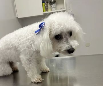 Animal Hospital Santa Fe