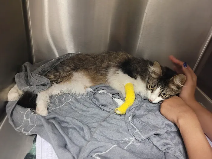 JH Animal Hospital 12