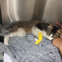 JH Animal Hospital ico