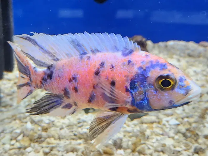 Aquatic Treasures/Bruces Pond Shop 12