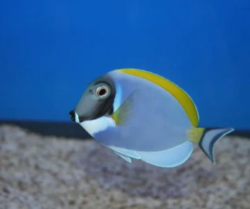 Aquatic Treasures/Bruces Pond Shop