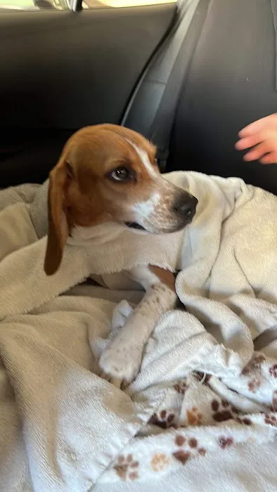Bellwood Animal Hospital 12