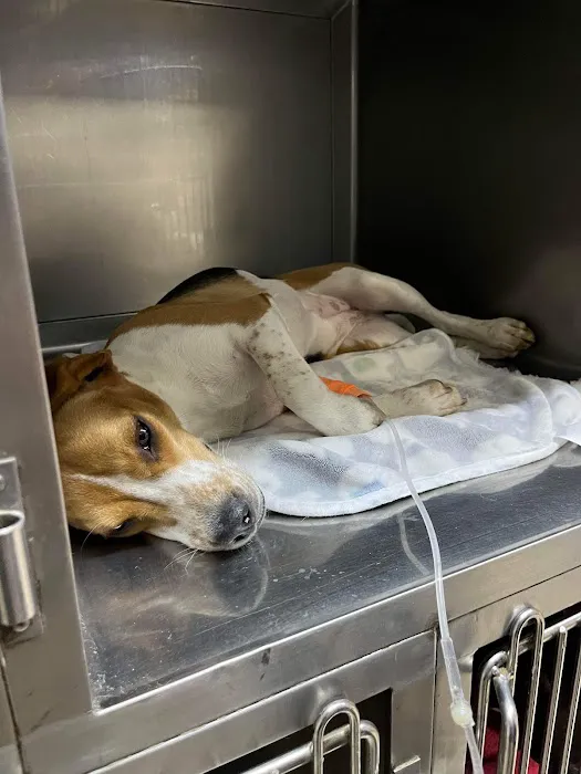 Bellwood Animal Hospital 12
