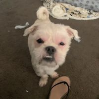 Bellwood Animal Hospital ico