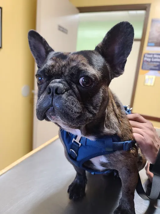 Bellwood Animal Hospital 12