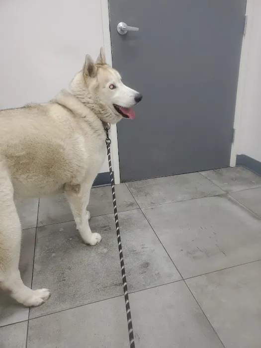 AM PM Ideal Pet Care 12