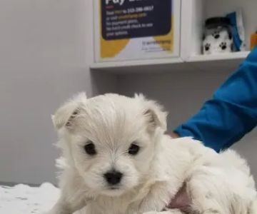 AM PM Ideal Pet Care