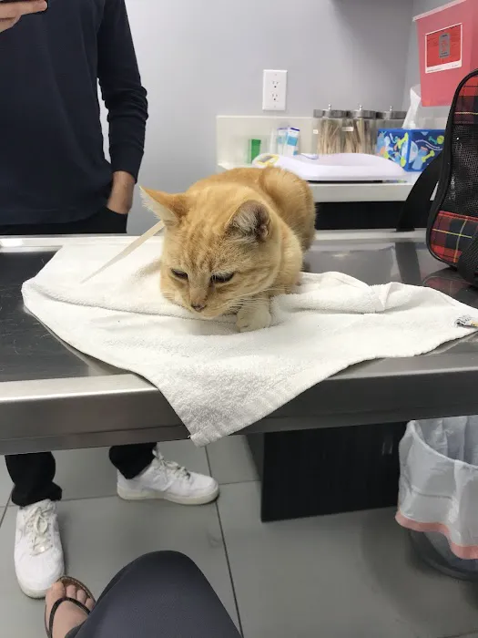 AM PM Ideal Pet Care 12