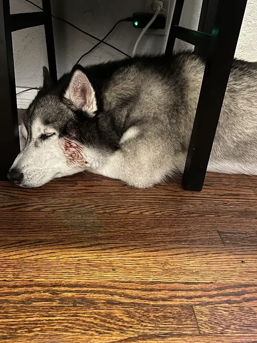 Crossroads Animal Emergency - Norwalk 12