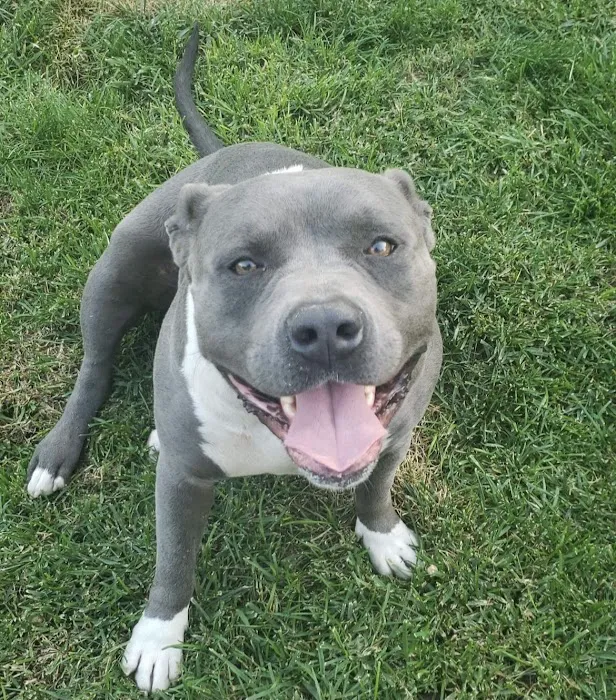 Crossroads Animal Emergency - Norwalk 12