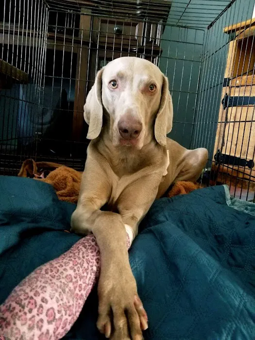 Crossroads Animal Emergency - Norwalk 12