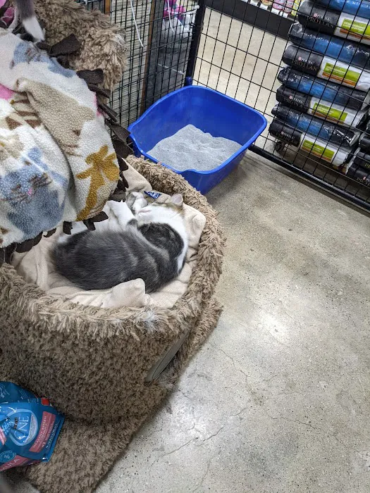 Premier Pet Supply 6