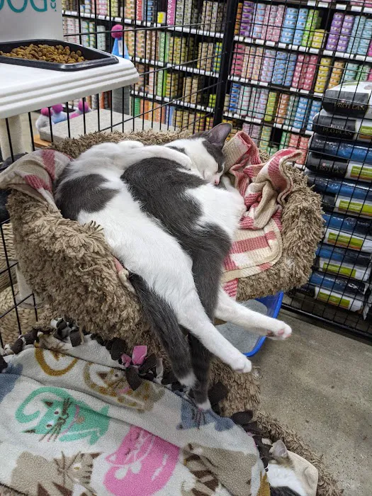 Premier Pet Supply 4