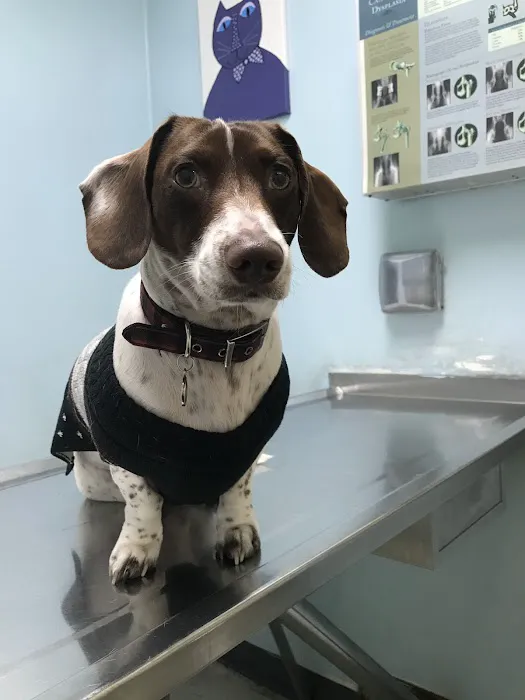 Animal Care Clinic 8