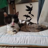 Animal Care Clinic ico