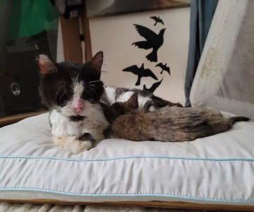 Animal Care Clinic