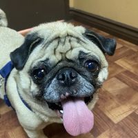 Mercy Animal Medical Center ico