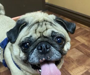 Mercy Animal Medical Center