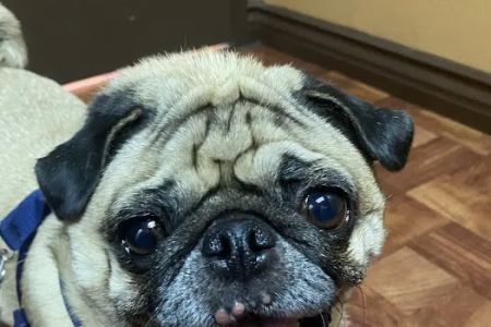Mercy Animal Medical Center