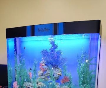 Royal Aquariums Detroit
