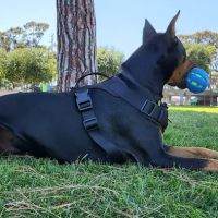 Boulevard Animal Hospital ico