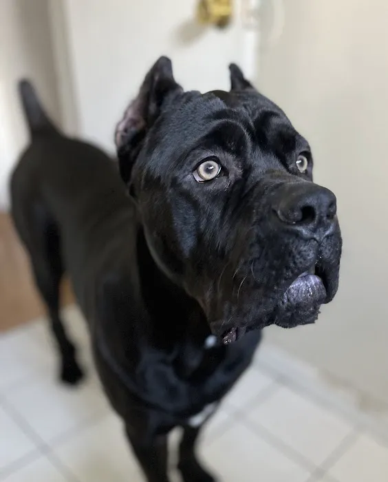 Boulevard Animal Hospital 3