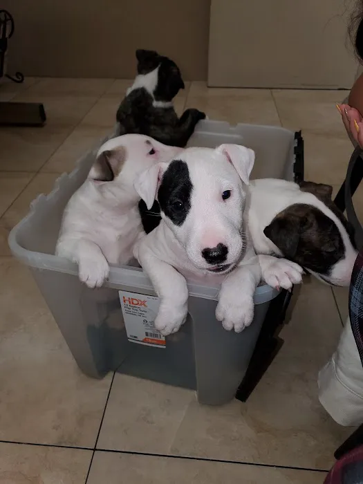 Boulevard Animal Hospital 4