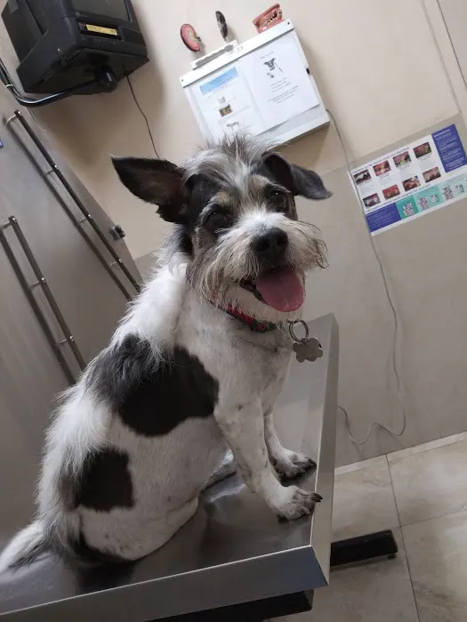 Boulevard Animal Hospital 5
