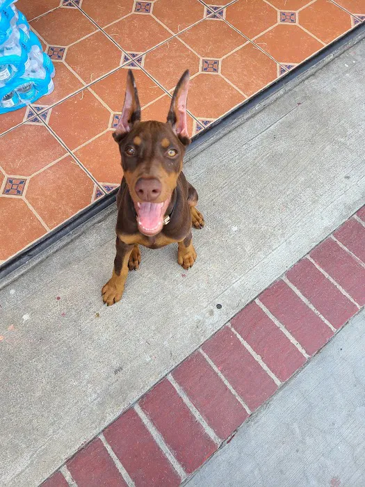 Boulevard Animal Hospital 9