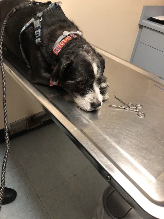 Evening Pet Clinic 5