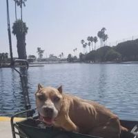 Evening Pet Clinic ico