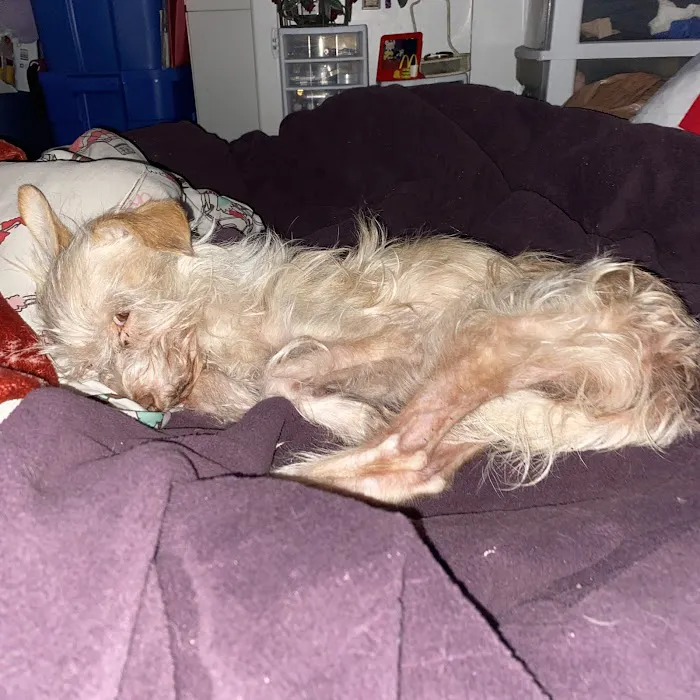 Evening Pet Clinic 4