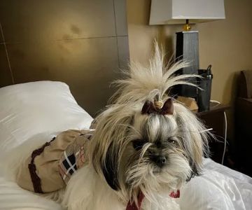 Prissy Paw Palace
