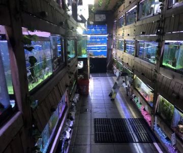 Critter Pet Shop