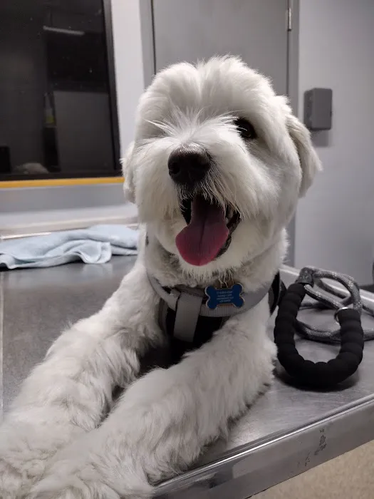 Animal Clinic of La Mirada 2