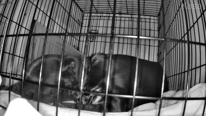 Animal Clinic of La Mirada 9