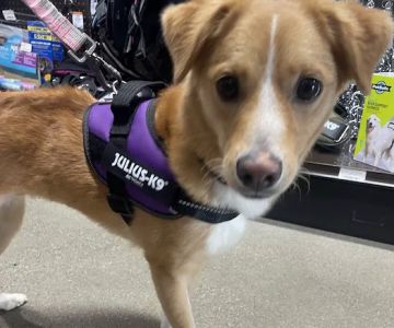 Premier Pet Supply