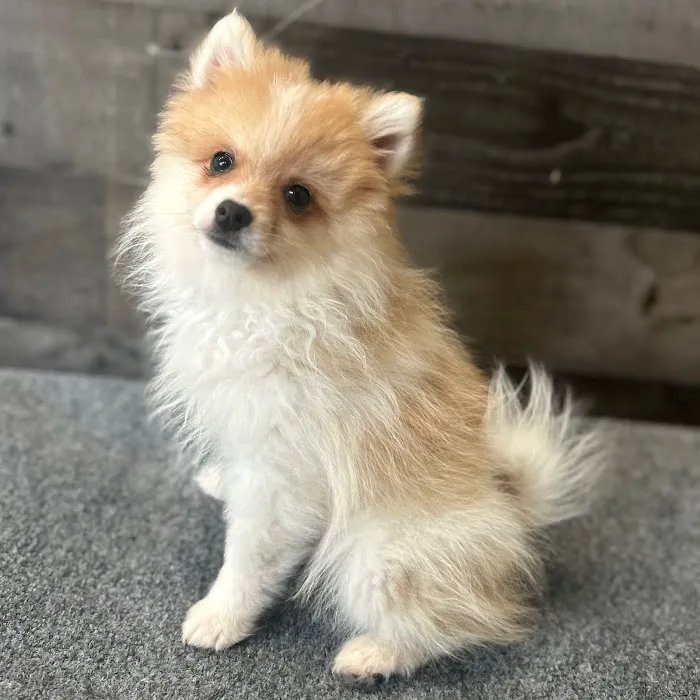 The Family Puppy of Fountain Walk 6