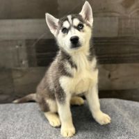 The Family Puppy of Fountain Walk ico