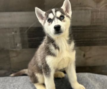 The Family Puppy of Fountain Walk
