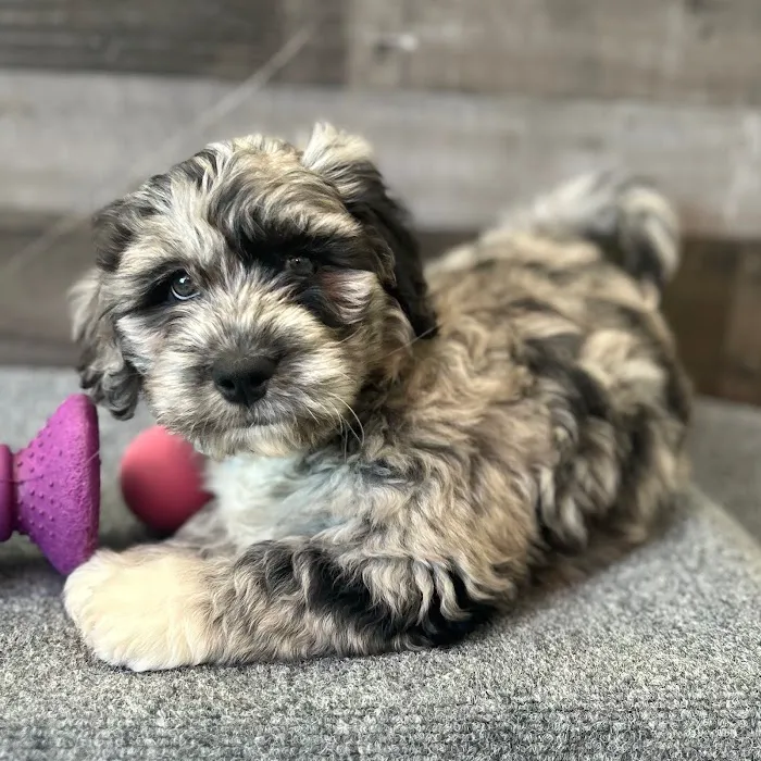 The Family Puppy of Fountain Walk 4