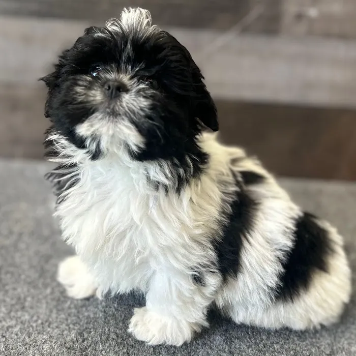 The Family Puppy of Fountain Walk 5