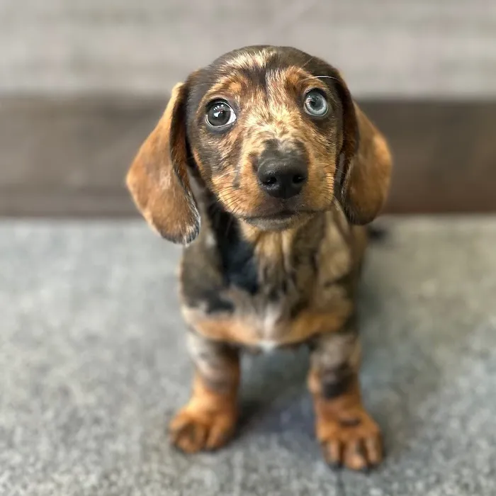 The Family Puppy of Fountain Walk 3
