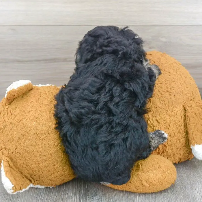 The Family Puppy of Fountain Walk 7
