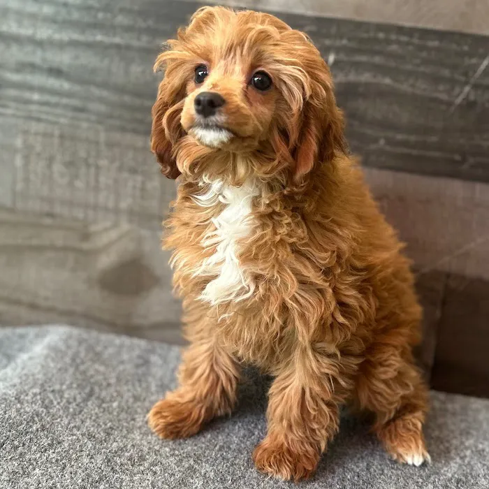 The Family Puppy of Fountain Walk 10