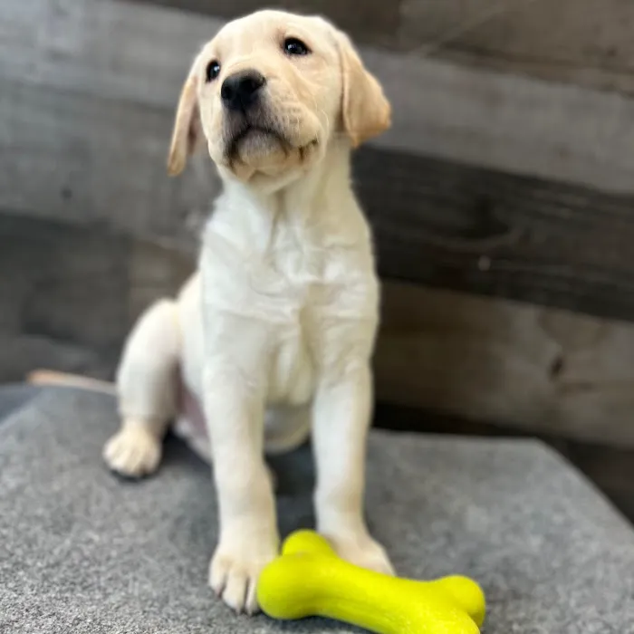 The Family Puppy of Fountain Walk 8
