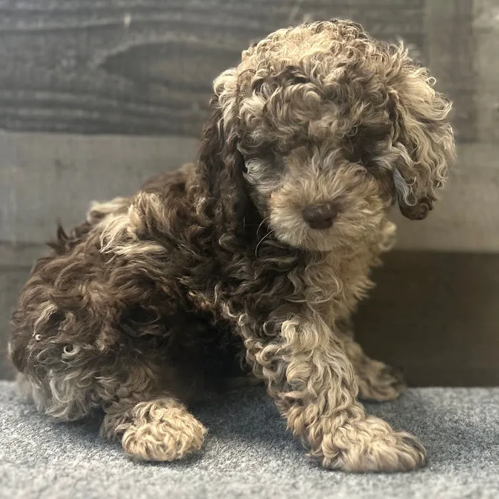 The Family Puppy of Fountain Walk 9