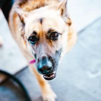 Imperial Animal Hospital ico
