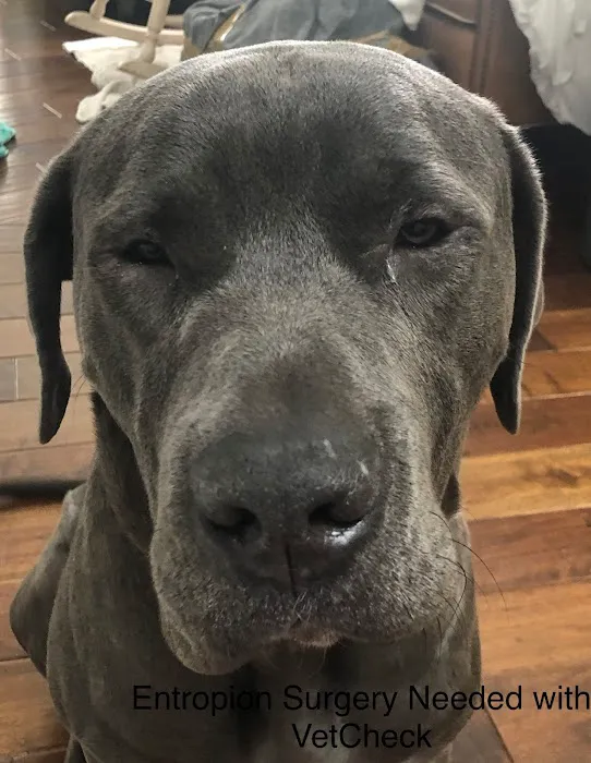 VetCheck Animal Hospital 12