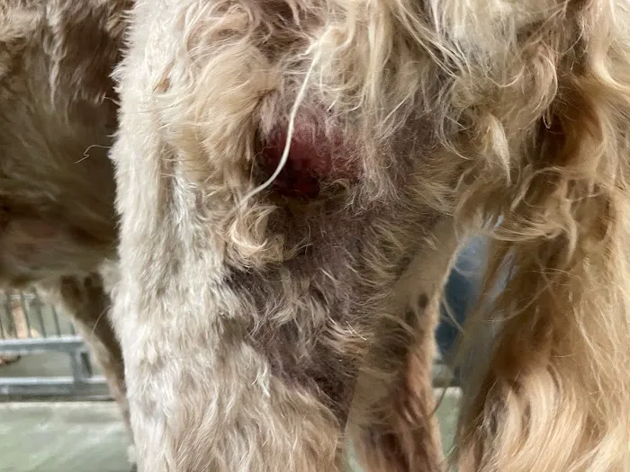 VetCheck Animal Hospital 12